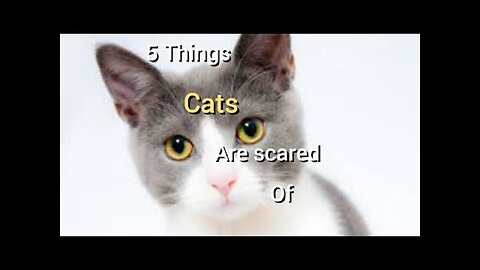 5 Thing Cats Are Afraid Of