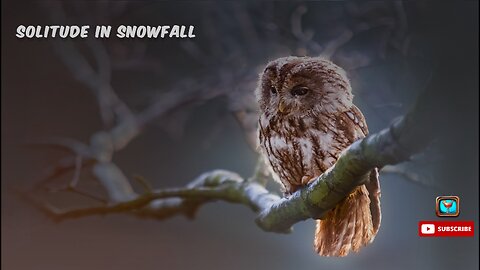 Solitude in Snowfall | Lofi Music for Peace Of Mind, Study, Meditation |