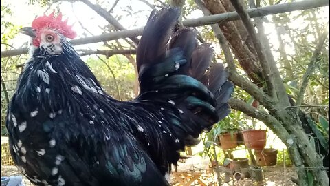 Belgian D'uccle Rooster on my shoulder today 19th July 2021