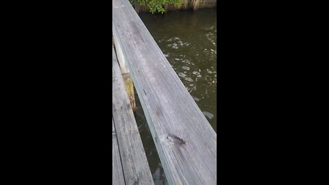 Mayflies at lake Marion SC