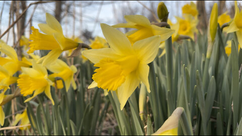 Spring Walk in Kentucky