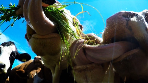 Cows' tongues get tangled up