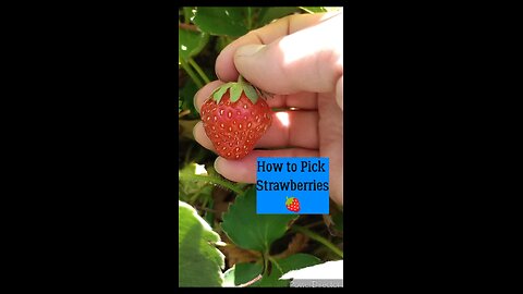 How to Pick Strawberries