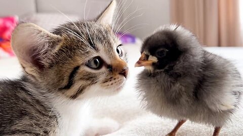 Adorable Kitten Reaction to New Baby Chicken