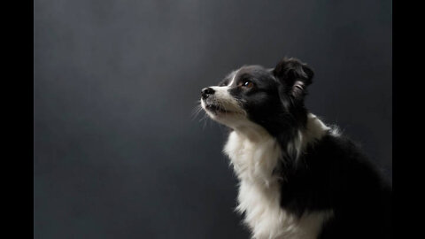 The-Border-Collie