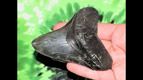 Megalodon Extinct Shark Tooth 3 Inches Long Genuine & Unrestored