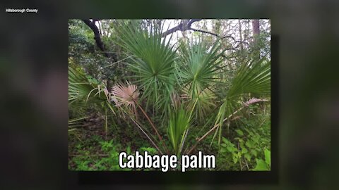 Cabbage Palm | Sarah's Walking Club Fall Scavenger Hunt