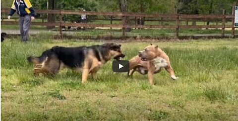 German Shepherd Attacks Pitbull [OFF LEASH DOG PARK] Part 1