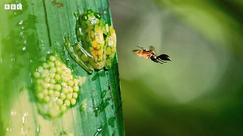 Frog Defends Eggs From Wasps |4K UHD | Planet Earth | BBC 🌎🌍