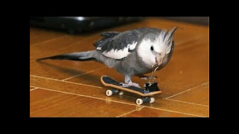 Smart And Funny Parrots Parrot Talking.