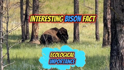 Interesting Bison Fact | Ecological Importance #bison #wildlife #grasslands