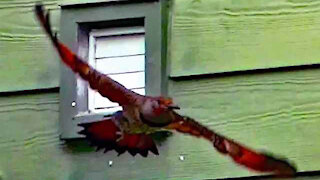 IECV NV #296 - 👀 Northern Flicker Trying To Order a Big Mac At The Laundry Shoot 🐦5-3-2017