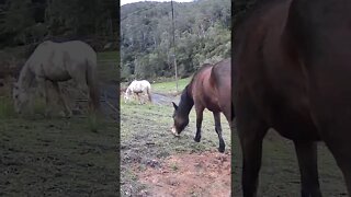 Brumbies caught grazing on security camera