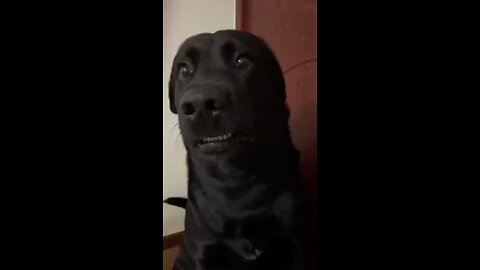 funny dog reaction 🤣