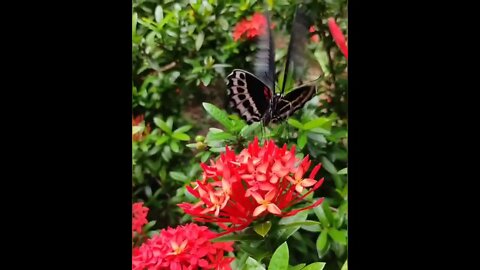 The magical world of butterflies /butterflies / relaxing music #NatureShortsVideo