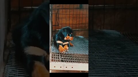 rottweiler puppy chilling #shorts #rottweiler #trending #viral #doglover #youtube