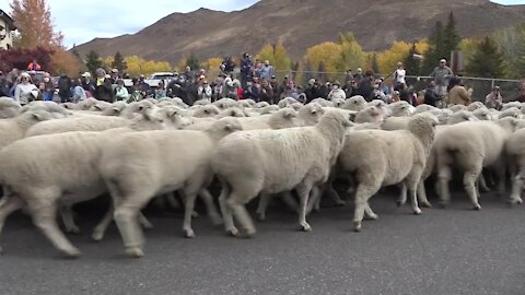 The 25th Trailing of the Sheep Festival culminates with migration through Ketchum