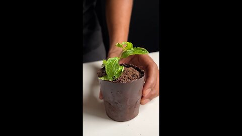 Flower Pot Dessert