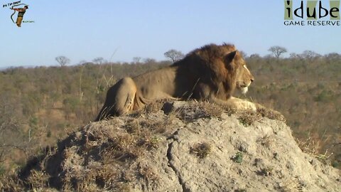 Lion Watching The World Go By