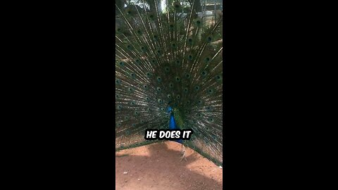 Now I get why peacocks spreads out their tail feathers 🦚