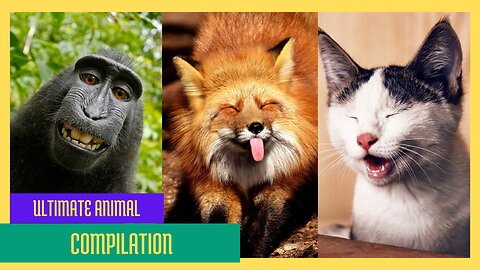 Ultimate Animal Compilation Ep 13