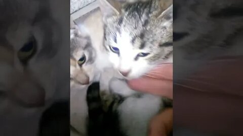 Немного МИЛОТЫ 🥰 Вам в ленту КОТИКИ 🐱 #Shorts