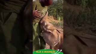 ABRAÇO DE ELEFANTE #shorts #animals #planetaanimalshorts