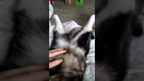 Must pet furry belly