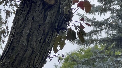 White Breasted Nuthatch aka upside down bird