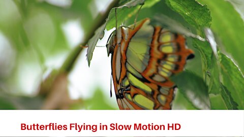 Butterflies Flying in Slow Motion HD