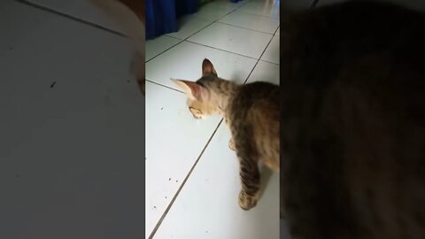 kucing tidur di lantai