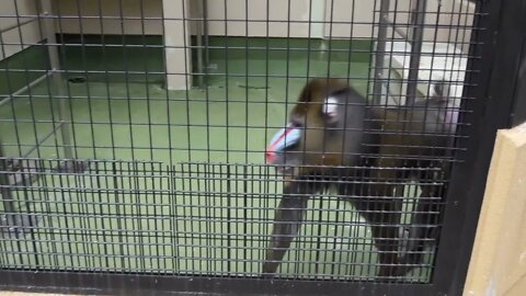 Mandrill (Mandrillus sphinx) at Sapporo Maruyama Zoo in Sapporo, Hokkaido, Japan, Asia. Wild animal,