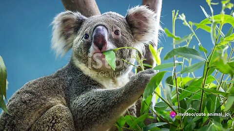 Australian Animal Atlas: A Comprehensive Guide to Down Under's Wildlife