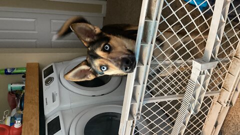 (Dog)Rocky VS the best tasteful sliding door