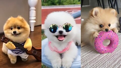 Teacup Pomeranian Compilation 🔴 Mini Pomeranian Tiktok Compilation 2023