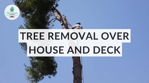 Pool Deck Tree Removal