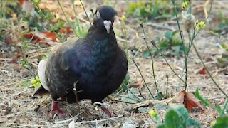 Foraging Pigeon