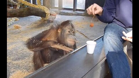 Magician has a orangutan in splits