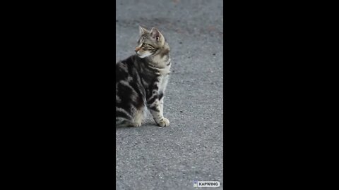 Are you this happy? Happy, tiger-striped cat rolling around on the ground #Shorts