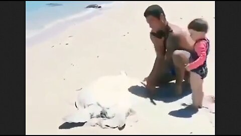 Saving A Sea Turtle - HaloRock