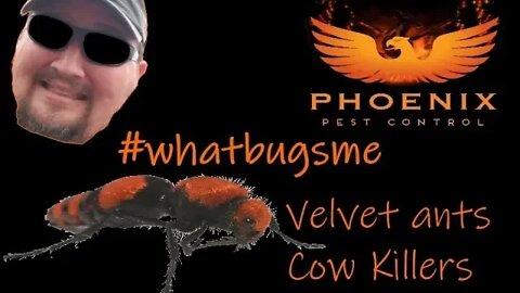 Velvet Ants / Cow Killers