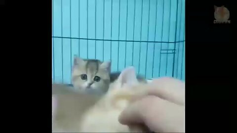 cute little cat