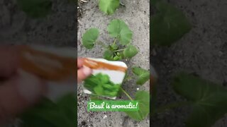 GodSpeed Garden: Planting Basil