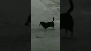 esse cachorro não é da terra 🤣🤣🤣