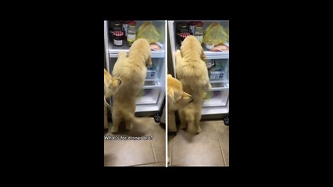 Puppies Want Food from Fridge!!