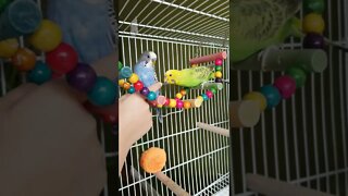 Budgie ATTACK 😂 #shorts #youtubeshorts #animallover #funny #budgies