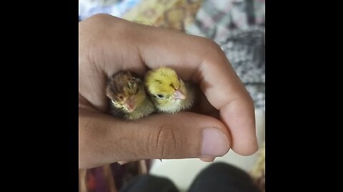 Cute Quail Chicks | Cute Pet Videos | Lovely Pets