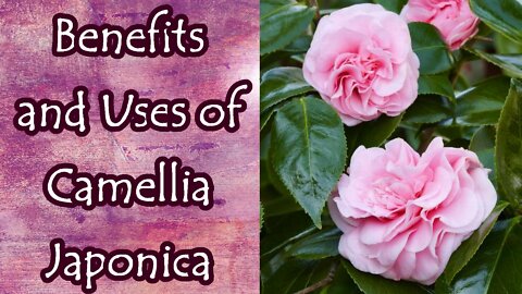 Benefits and Uses of Camellia Japonica