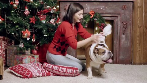 Charming girl dresses a white scarf on a cute funny bulldog. Christmas. New Year. The concept of adv