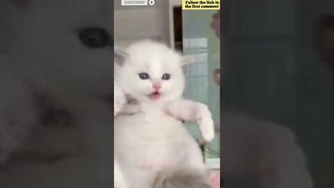 cute cat videos 😹 funny videos 😂 840 😻